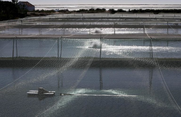 Noruegueses arrancam com aquacultura no mar de Cabo Verde e criam 400 empregos