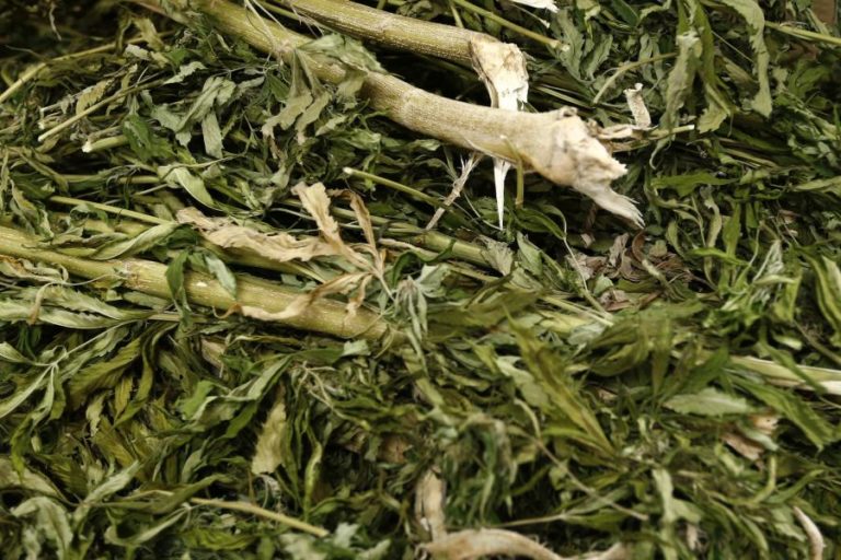 PJ de Cabo Verde destrói quase três toneladas de plantações de canábis