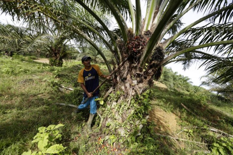 Óleo de palma exportado por São Tomé foi o dobro do cacau por quase metade do valor