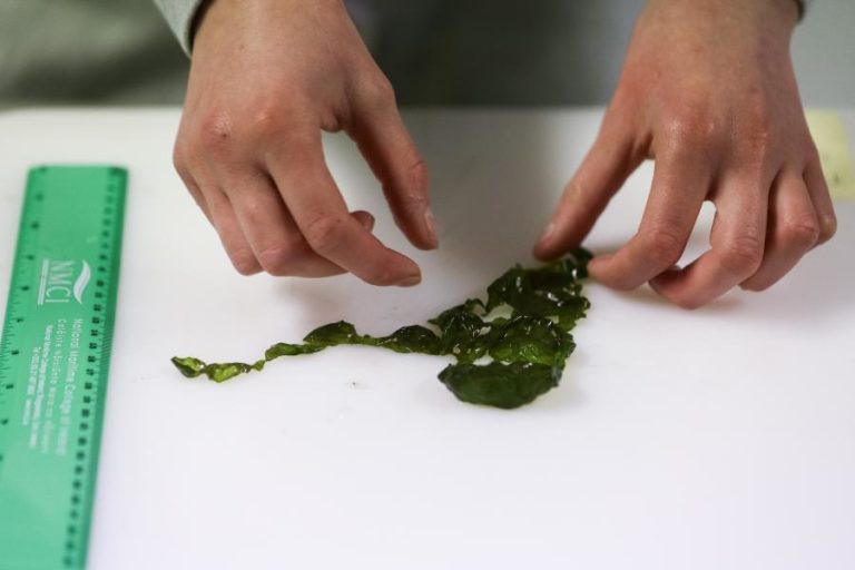 Portugal em “posição privilegiada” no processo de transição para a bioeconomia na Europa