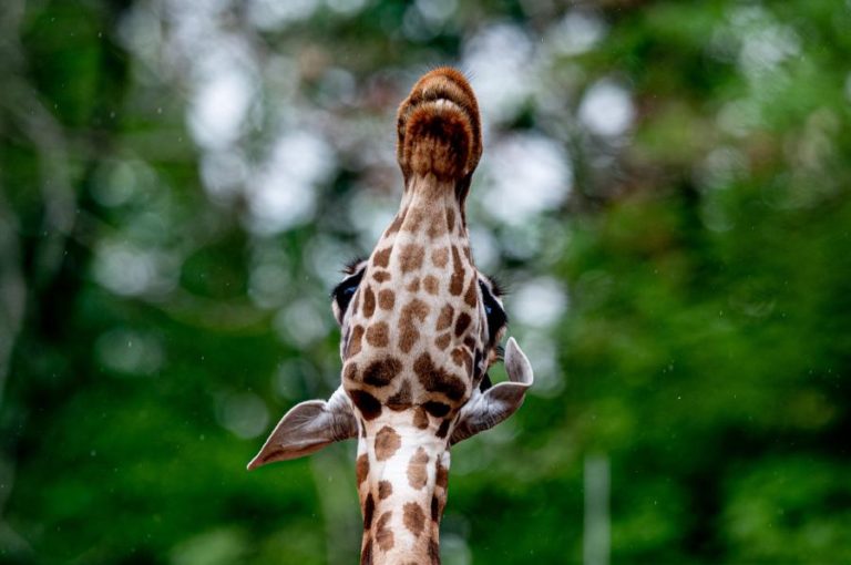 Duas girafas morreram eletrocutadas na região ocidental do Quénia