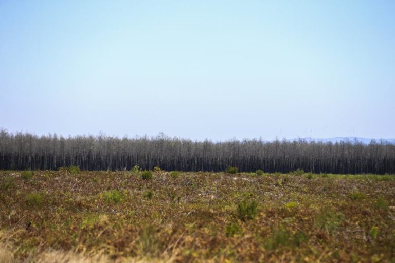 UE/Presidência: Florestas têm 665 ME para transformação da paisagem e cadastro