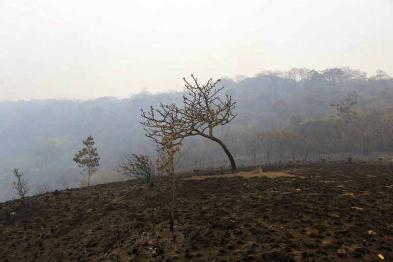 Áreas protegidas da floresta amazónica no Brasil estão à venda ilegalmente no Facebook