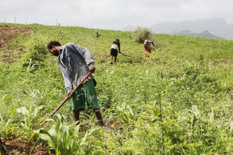 Cabo Verde “longe” de ótimo ano agrícola em 2020 mas melhor do que em anos anteriores
