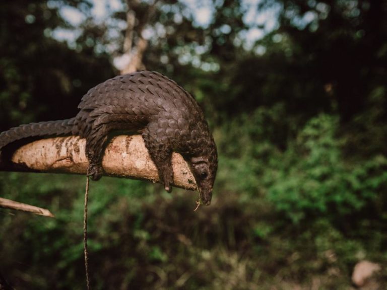 Autoridades de Moçambique confiscam 33 pangolins e prendem envolvidos no tráfico em dois anos