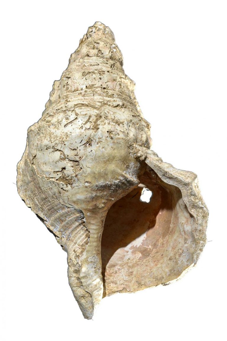 Búzio com 18.000 anos ainda funciona como instrumento de sopro
