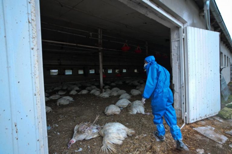 Rússia deteta primeiro caso de transmissão a humanos de estirpe da gripe das aves