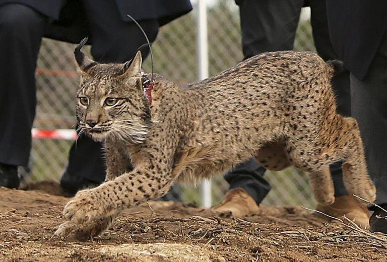 Primeiros lince-ibérico de 2021 nascem em Silves de mãe criada no centro