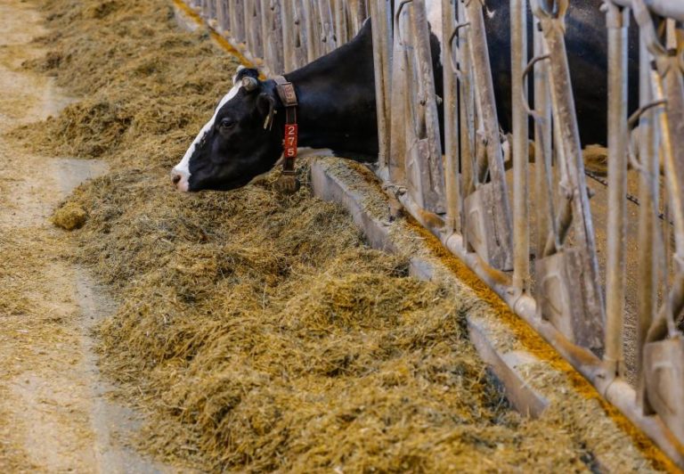 UE e EUA chegam a acordo sobre quotas agrícolas após dois anos de discussão