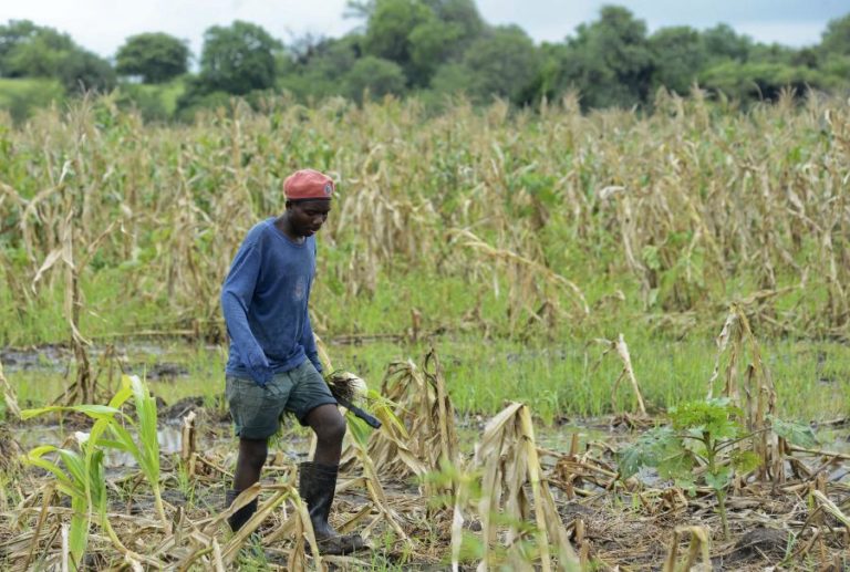 FAO promove agricultura “sensível à nutrição” em Moçambique