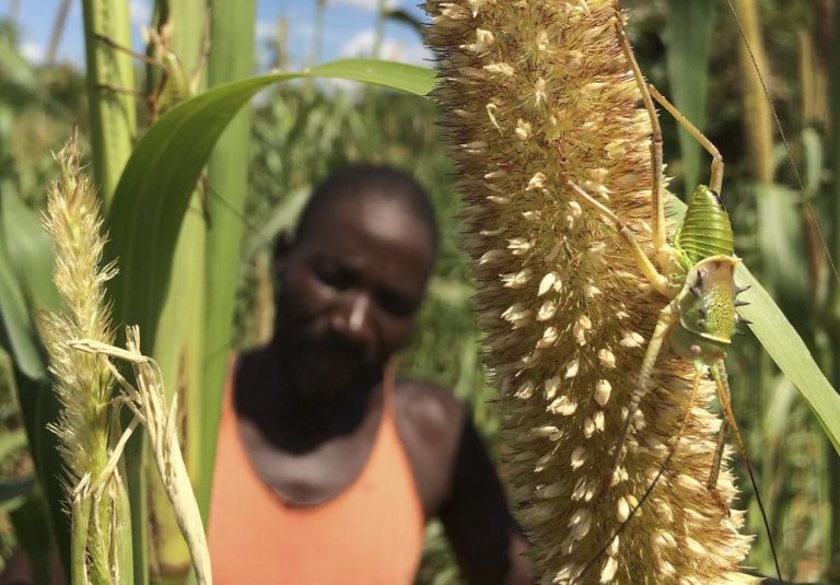 Praga de gafanhotos destruiu plantações em município angolano de Cuando Cubango