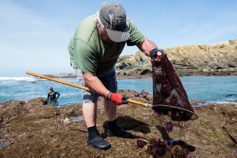 GNR apreende mais de 700 quilos de ouriços-do-mar em Viana do Castelo