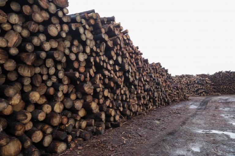 Angola arrecadou 15,9 ME nos últimos dois meses com exportação de madeira