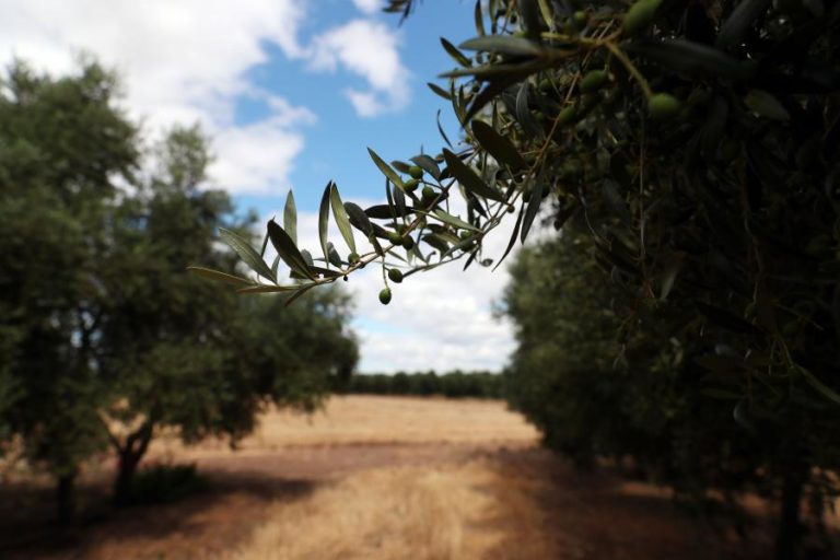 Más práticas no olival “nascido” do Alqueva são regra e não exceção – ZERO