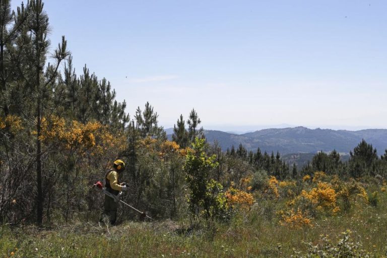 ICNF investe perto de 2,3ME em projetos no Parque Natural da Serra de São Mamede