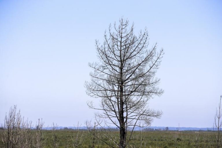 Vale Moçambique produz mais de 57 mil mudas de espécies autóctones para áreas de exploração