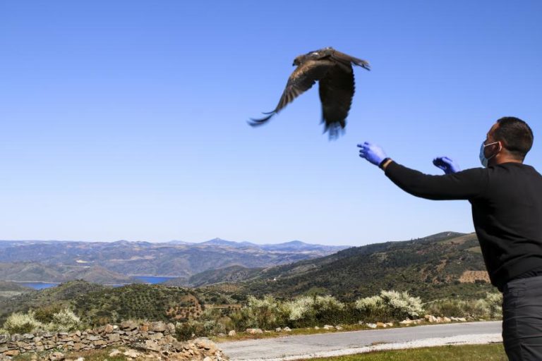 Centro de recuperação do Baixo Sabor já recuperou e devolveu à natureza 250 aves