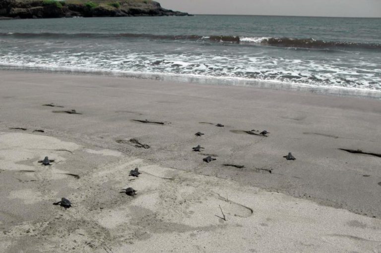 Cabo Verde com recorde de quase 200.000 ninhos de tartarugas em 2020 – ministro