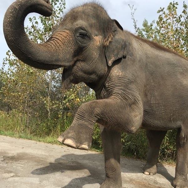 Foto: African Lion Safari/Facebook