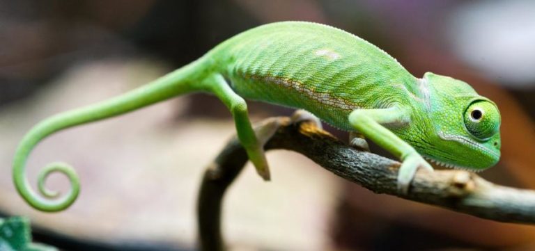 Projeto lançado no Algarve quer salvar camaleão da extinção