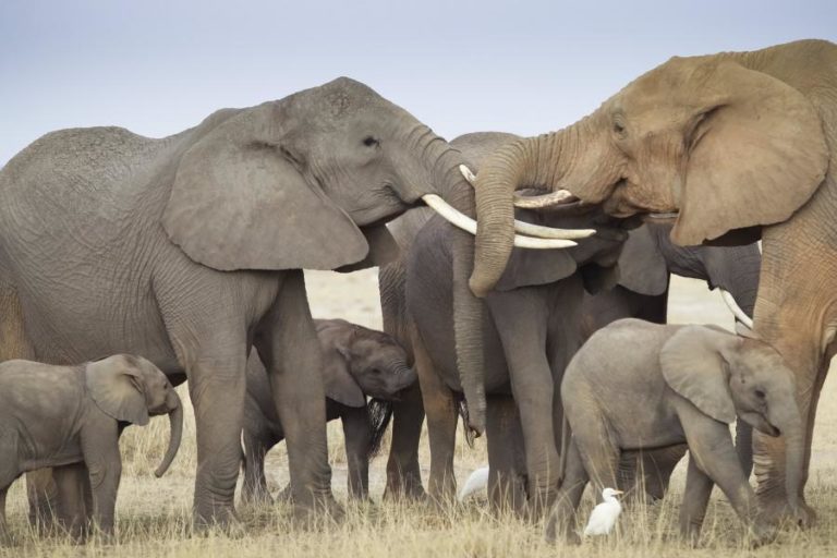 Botsuana inicia época de caça ao elefante