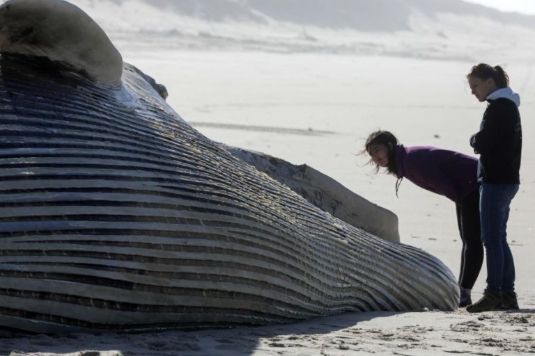 Autoridades estudam como remover baleia morta encalhada em praia no Algarve
