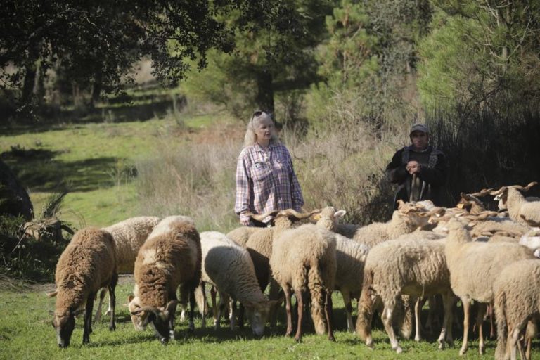 Portugal tem 61 raças autóctones e ovinos Serra da Estrela estão em maior número
