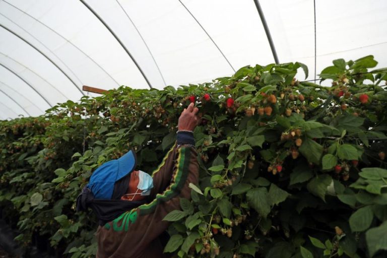 Covid-19: Governo impõe registo diário de trabalhadores de explorações agrícolas e construção