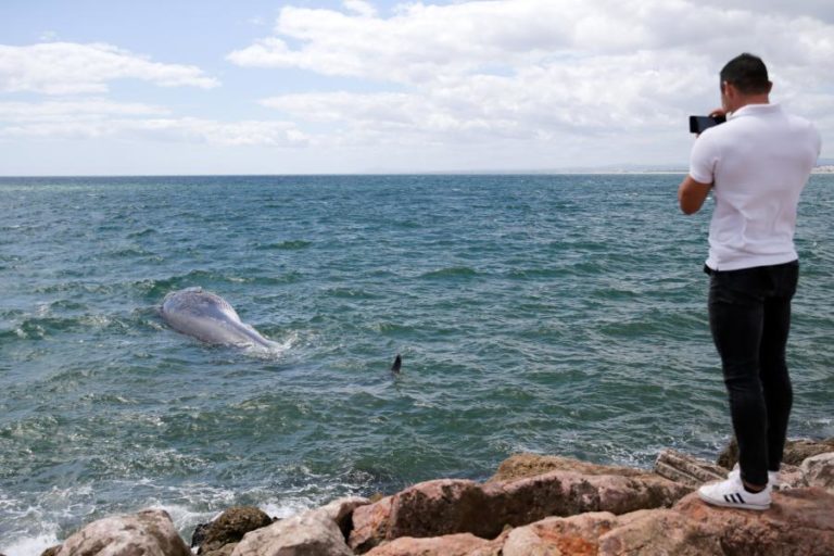 Baleia que encalhou no Algarve foi rebocada para zona segura
