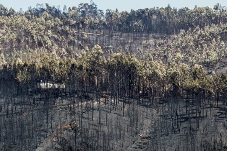 PCP diz que populações ainda esperam por apoios na sequência dos fogos em Pedrógão Grande