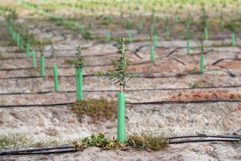 Programa Nacional de Regadios com 59 candidaturas aprovadas e investimento público de 400 ME