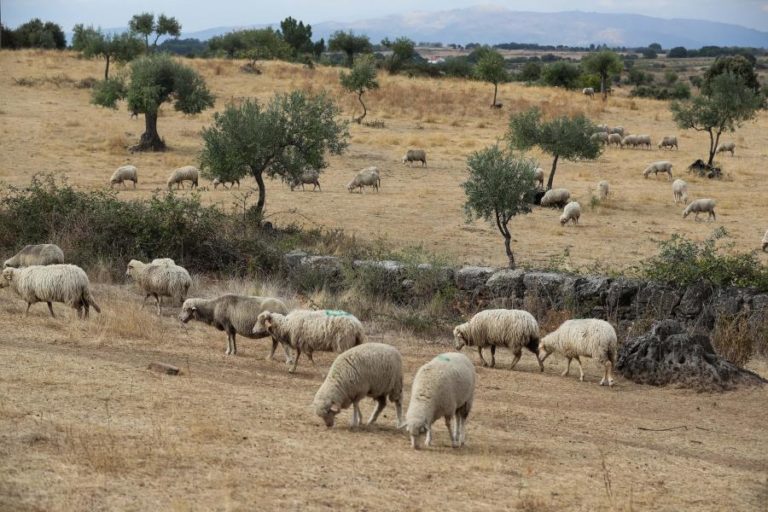 Segunda edição da escola de pastores arranca em junho