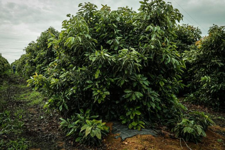 Aberto processo de contraordenação a promotor de abacates em Lagos