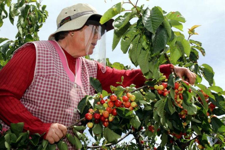 Festival da cereja regressa no sábado a Proença-a-Nova