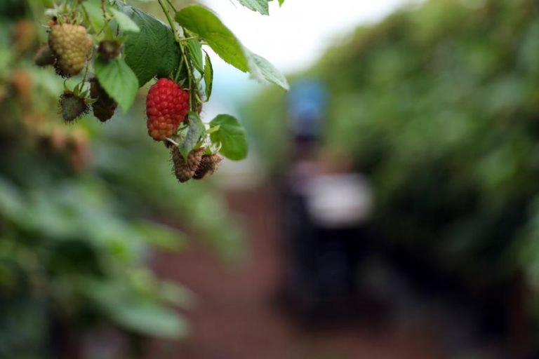 ACT fiscalizou desde o ano passado 108 empresas agrícolas em Odemira e detetou 123 infrações