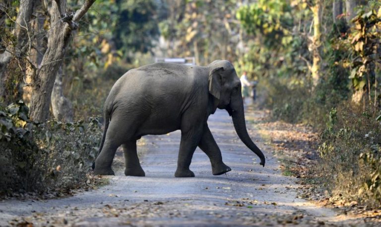 Polícia angolana detém caçadores furtivos que abatiam elefantes para tráfico de marfim na Huíla