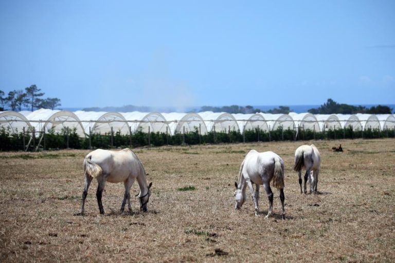 Barragem que abastece a rega do sudoeste alentejano está a meio