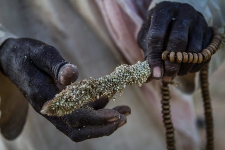 ONU alerta para fome iminente no Tigray e norte da Etiópia