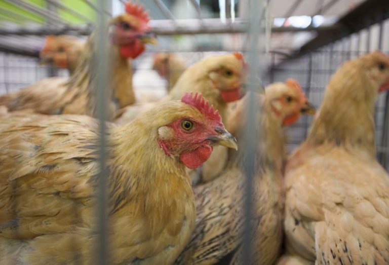 Comissão Europeia aprova proposta de cidadãos para fim de gaiolas na criação animal
