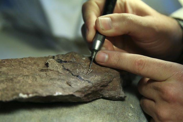 Plesiossauro mais antigo da Península Ibérica descoberto em São Pedro de Moel