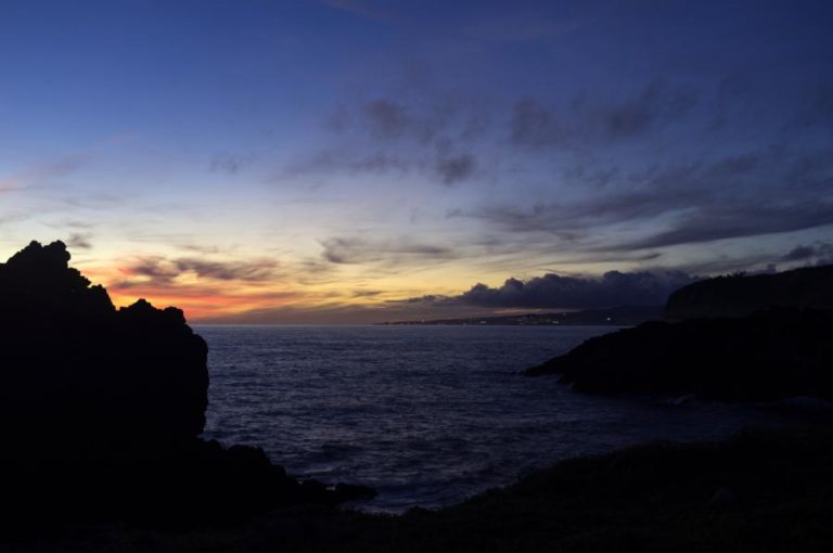 Cientistas descobrem floresta de corais negros no mar dos Açores