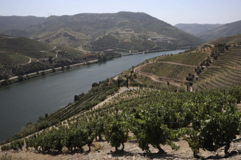 Granizo já afetou cerca de 2.200 hectares de vinha no Douro