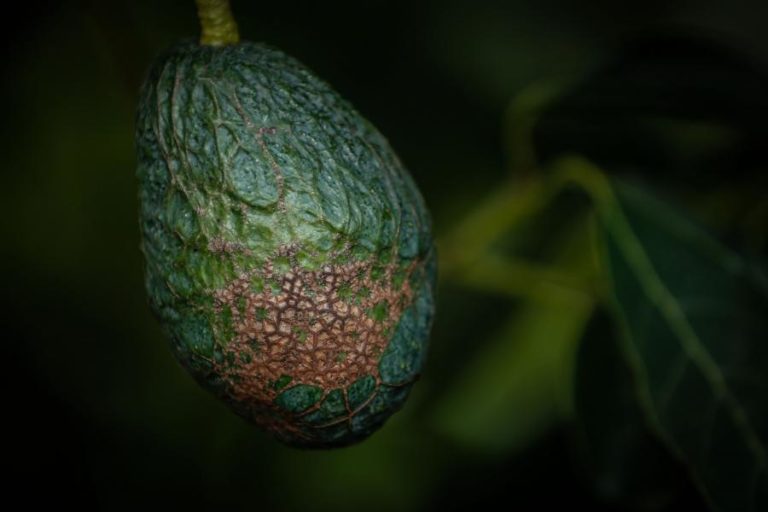 Abacate do Algarve registado como marca para disciplinar comercialização do fruto