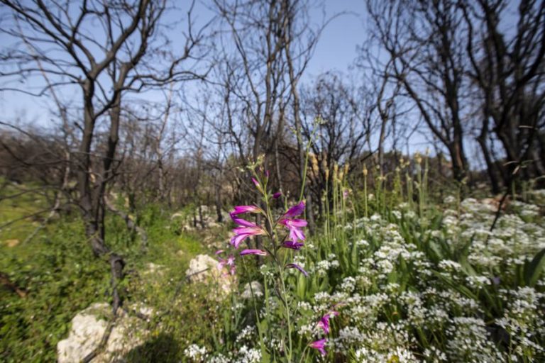 ONU apela para que se recuperem mil milhões de hectares de terra