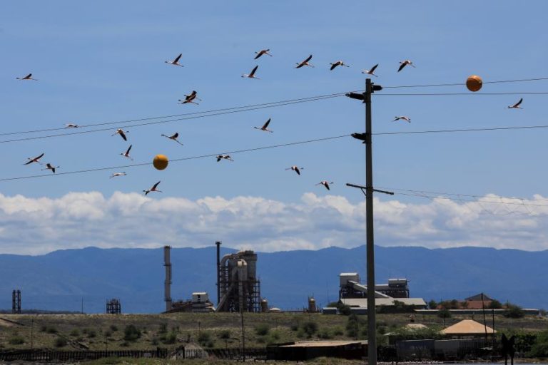 Aves migradoras podem não conseguir ajudar as plantas a fugir das alterações climáticas