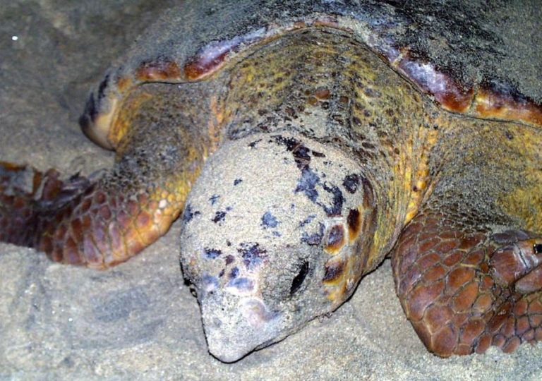 Associação de Cabo Verde denuncia matança de mais de 100 tartarugas em Santa Cruz