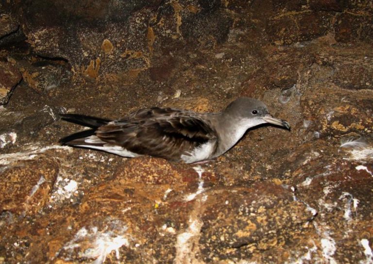 Ambientalistas cabo-verdianos deixam ilhéu Raso e receiam extinção das cagarras