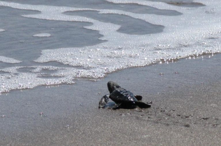 Mais de cem voluntários limpam praias de duas ilhas cabo-verdianas à espera das tartarugas