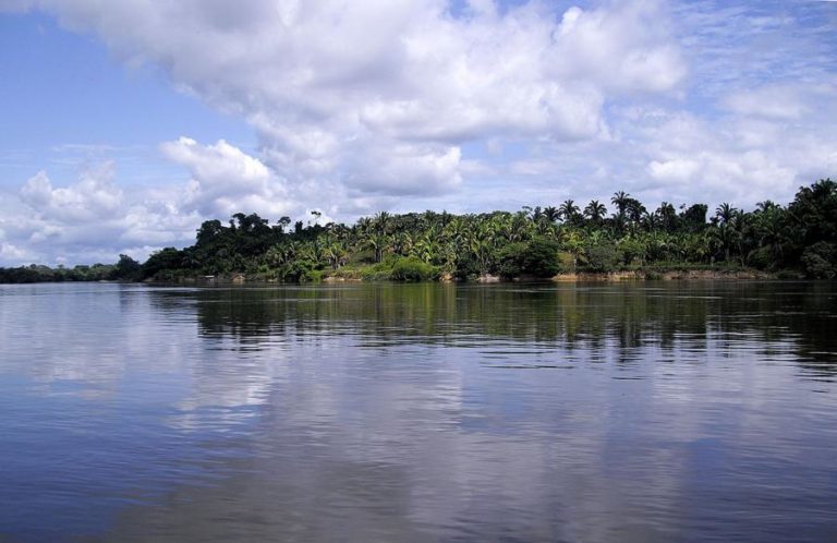 Floresta amazónica está a tornar-se uma fonte de CO2 – estudo