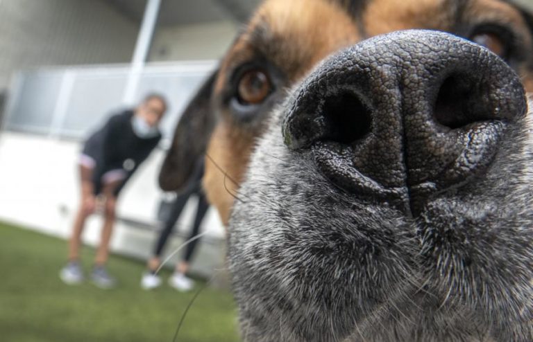 Alimentos crus para cães são “fonte de bactérias resistentes a antibióticos”